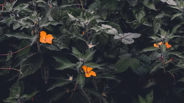 Tropik yapraklar arka planda. Doğal doku duvar kâğıdı.