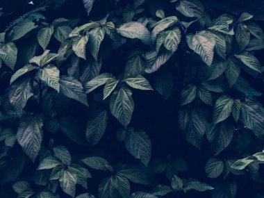 Tropik yapraklar arka planda. Doğal doku duvar kâğıdı.