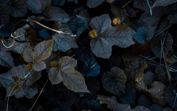 Tropik yapraklar arka planda. Doğal doku duvar kâğıdı.