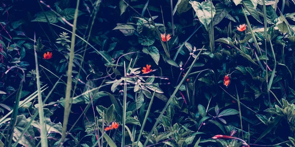 Tropik yapraklar arka planda. Doğal doku duvar kâğıdı.