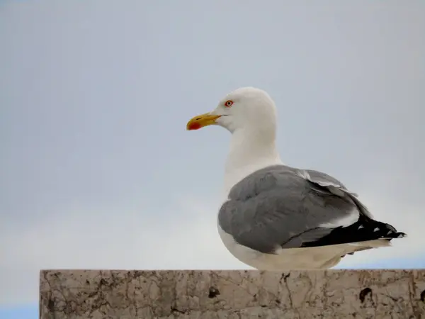 Gaviota observando desde lo alto on Roma