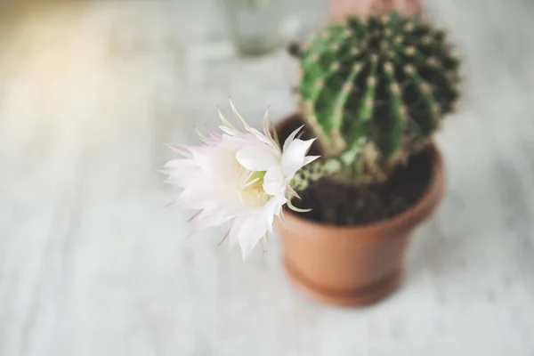 cactus flower on the wooden desk background