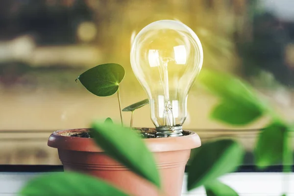 light bulb on green plant in the nature