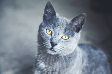 Koyu arkaplanda genç gri kedi