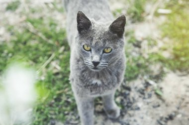 Doğadaki yeşil çimlerin arasındaki gri kedi