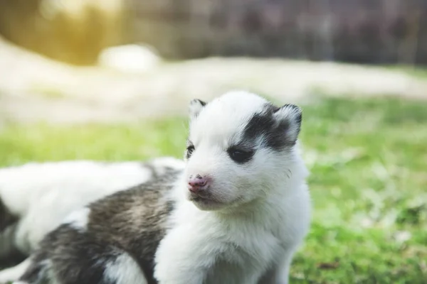 Witte Hond Het Groene Gras Natuur — Stockfoto