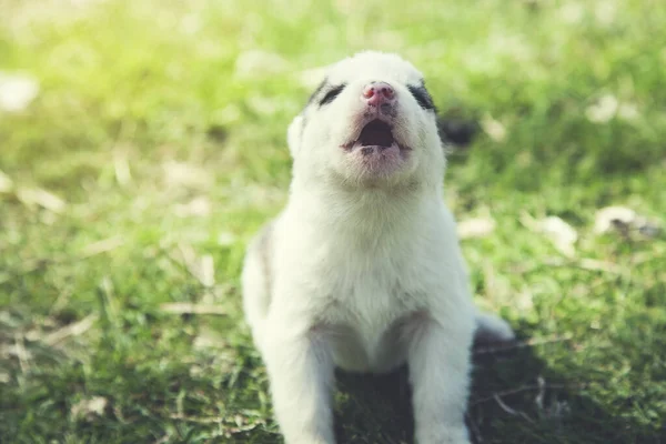 Λευκό Σκυλί Στο Πράσινο Γρασίδι Στη Φύση — Φωτογραφία Αρχείου
