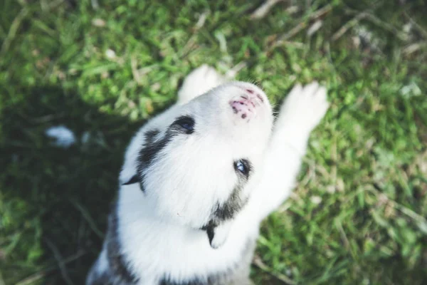 Cão Branco Grama Verde Natureza — Fotografia de Stock