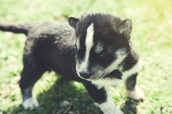 Doğada Yeşil Çimlerde Beyaz Köpek — Stok fotoğraf