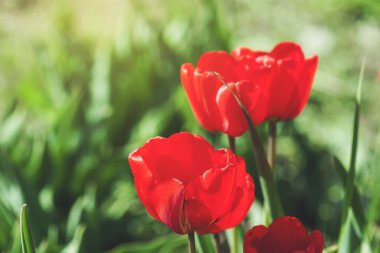 Kırmızı gelincik ve yeşil çimen