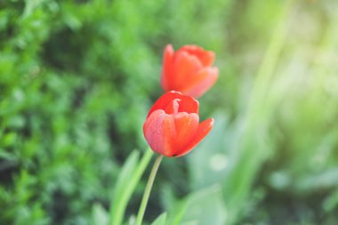 Kırmızı gelincik ve yeşil çimen