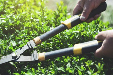 Bahçıvanın elinde makas