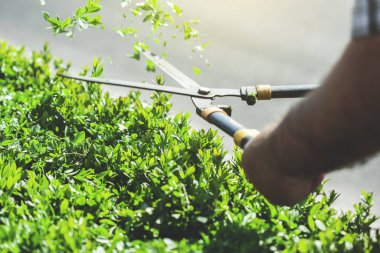 Bahçıvanın elinde makas