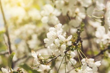 Tarladaki ağaçtaki beyaz çiçekler.