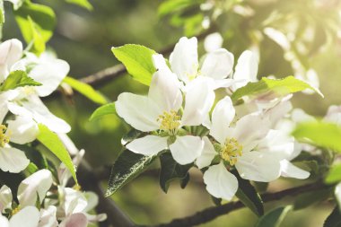 Tarladaki ağaçtaki beyaz çiçekler.