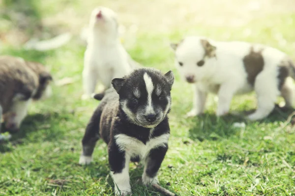 Cães Grama Verde Natureza — Fotografia de Stock