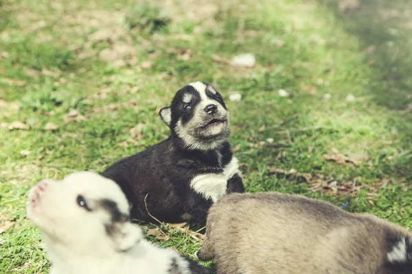 Hundar Det Gröna Gräset Naturen — Stockfoto