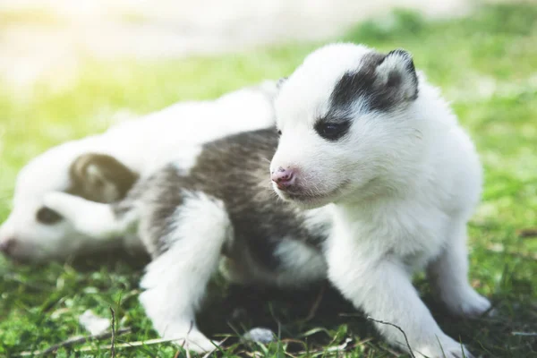 Dogs Green Grass Nature — Stock Photo, Image