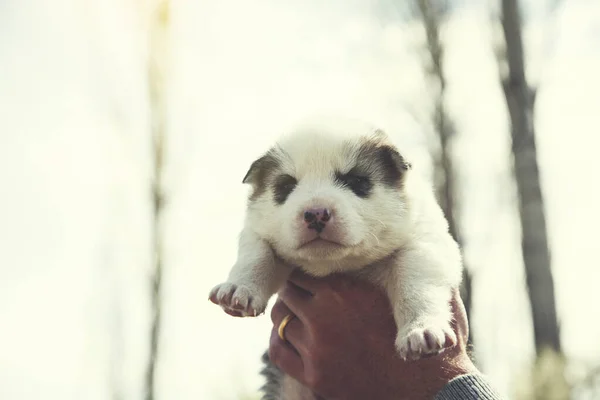 Homme Main Chiens Dans Herbe Verte — Photo