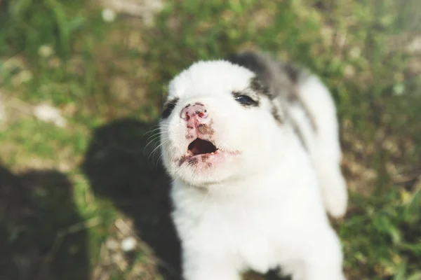 Honden Het Groene Gras Natuur — Stockfoto