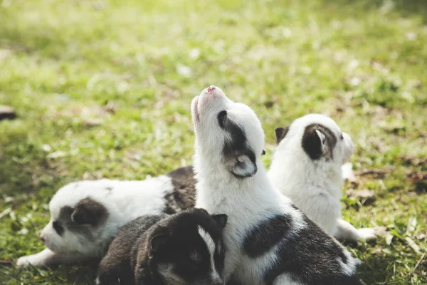 Chiens Dans Herbe Verte Dans Nature — Photo