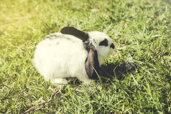 Doğada Yeşil Çimlerde Beyaz Tavşan — Stok fotoğraf