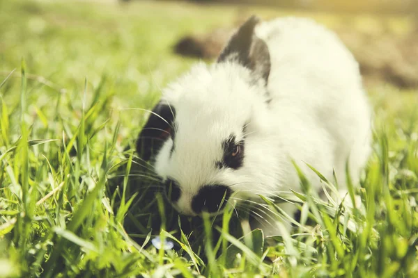 Doğada Yeşil Çimlerde Beyaz Tavşan — Stok fotoğraf