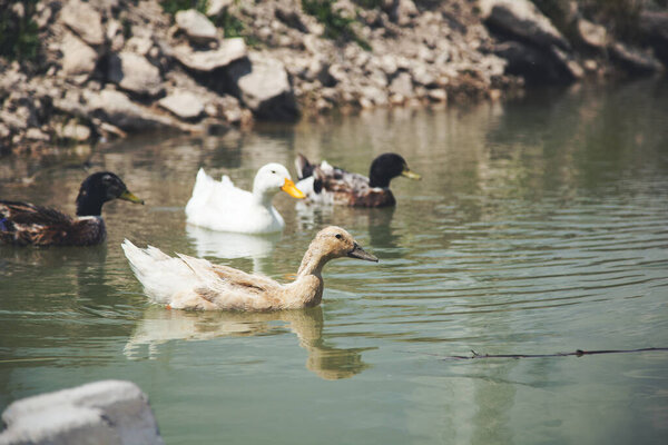 Цветные утки в воде под небом

