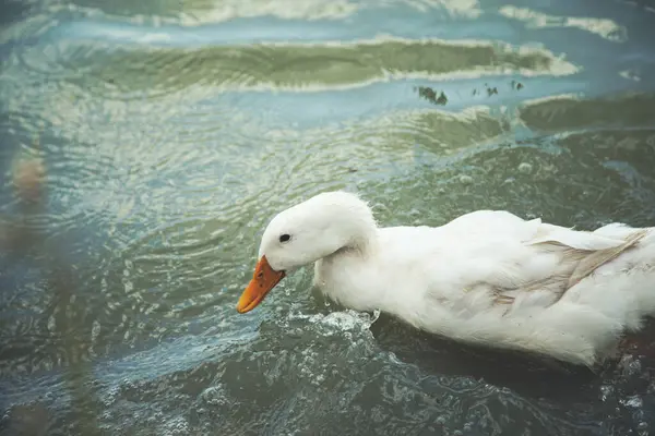 Duck Water Sky — Stock Photo, Image