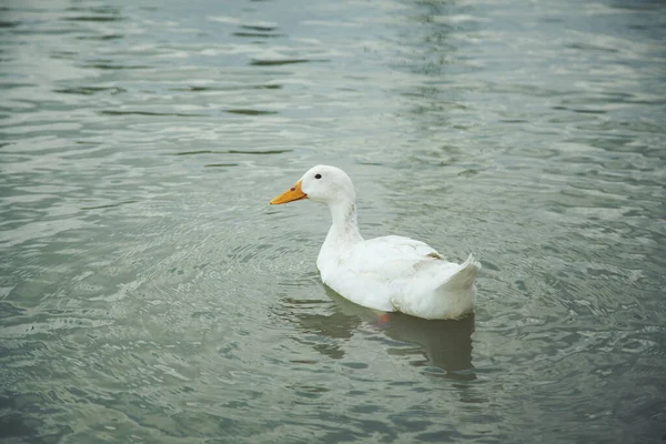 Duck Water Sky — Stock Photo, Image