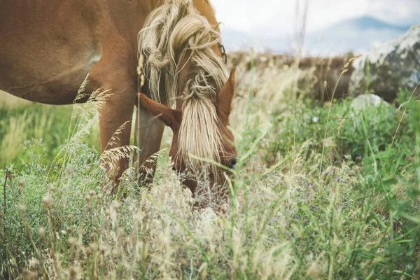 Bruin Paard Het Groen Gras Natuur — Stockfoto