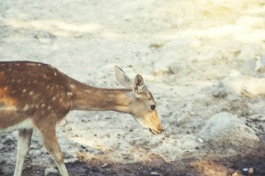 renk ve güzel geyik arka planda