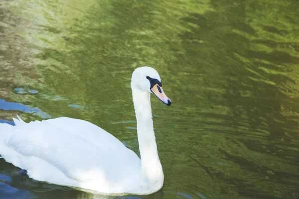 White Swan Water Nature — Stock Photo, Image