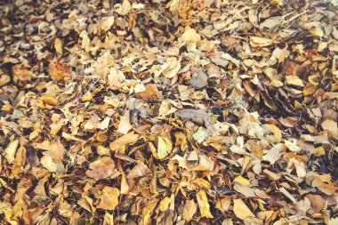 Sarı Yapraklar Sonbahar Ormanında