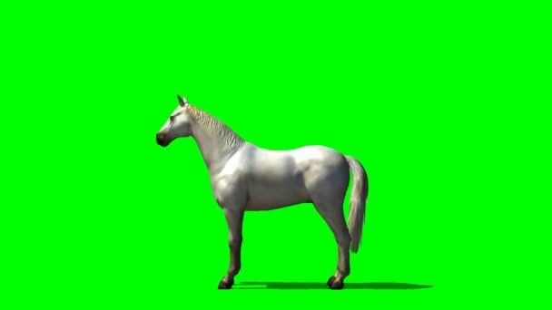 Cavalo Branco Fundo Azul — Vídeo de Stock