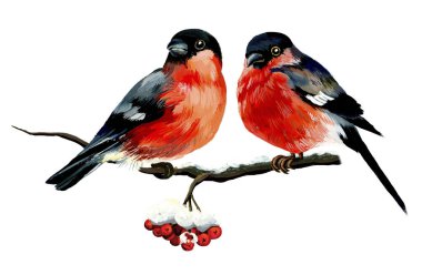 Two thick bullfinches clipart