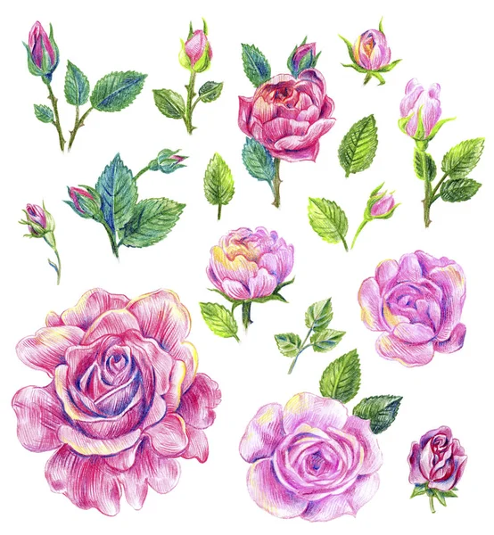 Rosas inglesas — Fotografia de Stock