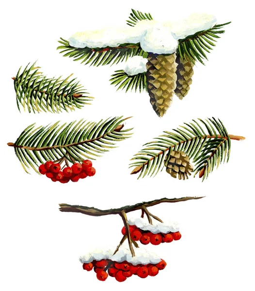 Cones, mountain ash and branches of spruce. — Stock Photo, Image