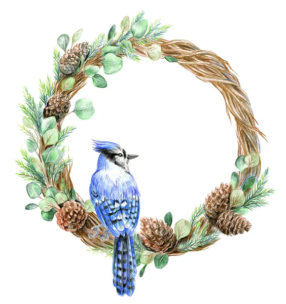 Christmas wreath blue jay on a branch. Fir cones — Stock Photo, Image