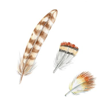 Kuş tüyleri beyaz arka planda izole edilmiş. Boho tarzı.