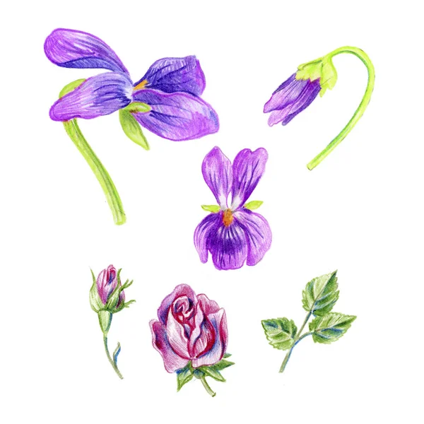 보라색 과 장미. 귀여운 꽃다발. — 스톡 사진