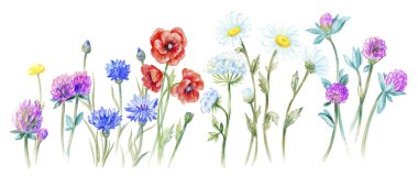 Beyaz arka planda izole edilmiş çayır çiçekleri. Klasik yaz baskısı.