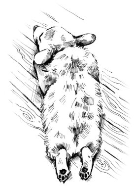Galli Corgi köpeği uyuyor. Çizim.