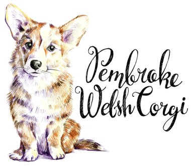 Galli Corgi Pembrock. Bir köpek portresi. Tipografi. Birlikte çizilmiş 