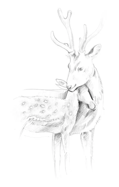 Adult deer and little deer. Pencil sketching. — 스톡 사진