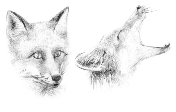 Sly Fox. Retrato de un zorro . — Foto de Stock