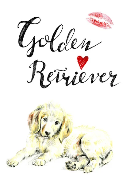 Golden Retriever Inschrift. Bild eines flauschigen Welpen auf einem weißen — Stockfoto