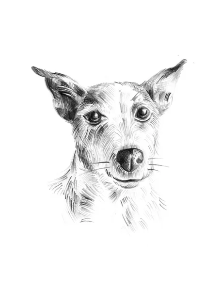 Portrait in pencil. dog Jack Russell Terrier.