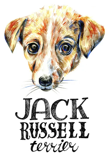 Jack Russell Terrier. Porträt eines Hundes. Typografie. gezeichnet mit — Stockfoto