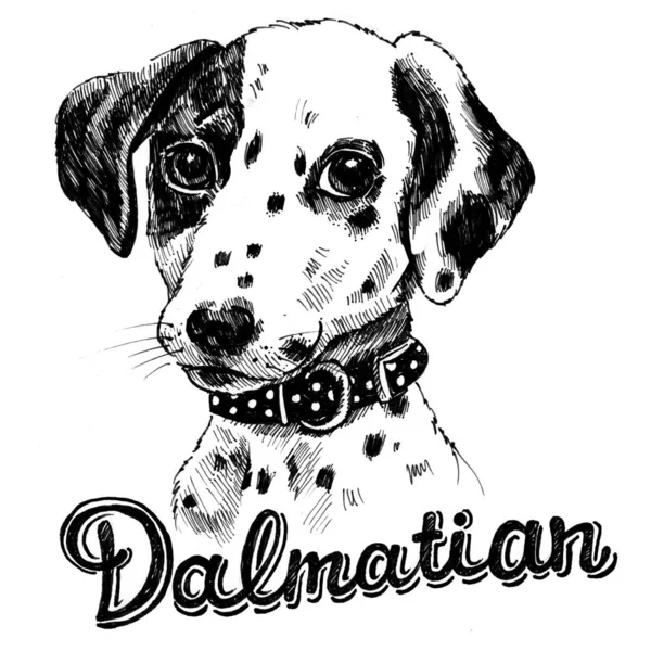Yavru köpek portresi. Dalmaçya harfleri. 